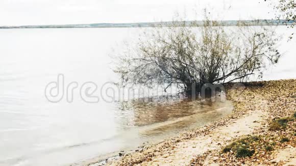 一个大湖的岸边在沙地上缓慢地滚动着波浪黄叶缓慢地运动着视频的预览图