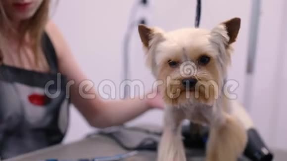 宠物新郎新郎刷脸搞笑狗梳在沙龙视频的预览图