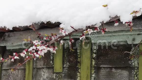 一座老式房子屋顶上的一顶巨大的雪帽在风中搅动着春天开花的苹果树视频的预览图