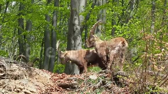 春季季节的高山ibex或steinbock在树林周围的田野里伪装自己意大利奥罗比阿尔卑斯山视频的预览图