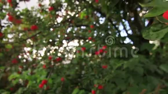 苹果树的树枝视频的预览图
