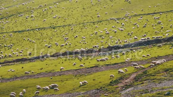 巨大的羊群在山上放牧视频的预览图