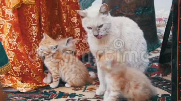 无家可归的红猫和小猫在街上被偷慢动作视频的预览图