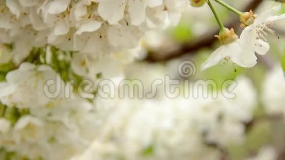 白色樱花在春风中荡漾视频的预览图