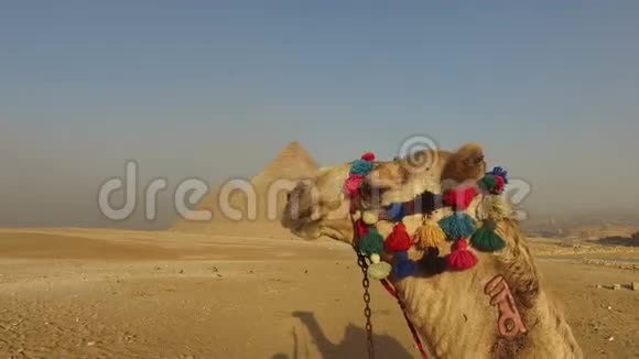 吉萨金字塔骆驼特写视频的预览图