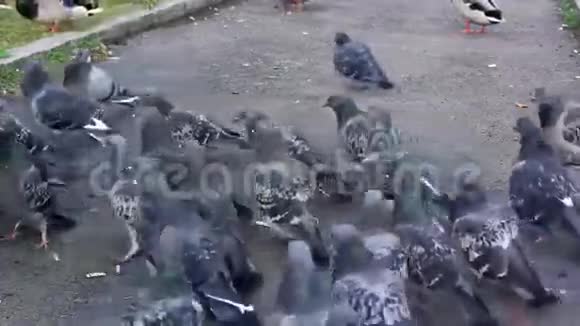 成群的鸽子视频的预览图