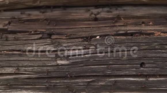 蚂蚁窝在柴火蚂蚁爬在木头的老房子上视频的预览图