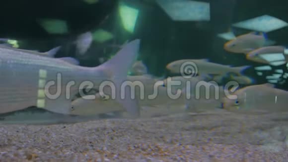 银鱼在巨大的水族箱中游动视频的预览图
