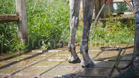 年轻人在室外用水管清洗马把马洗干净一个清理马腿的人视频的预览图
