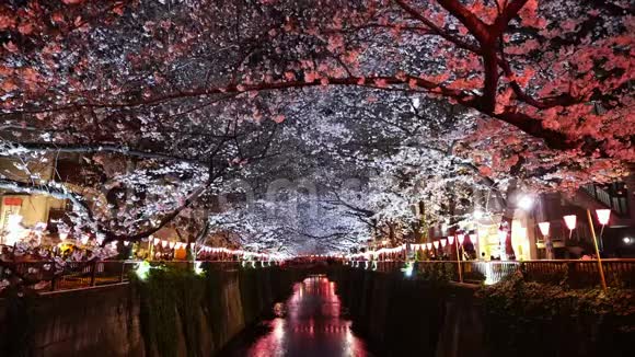 日本东京梅格罗河樱花夜光樱花视频的预览图