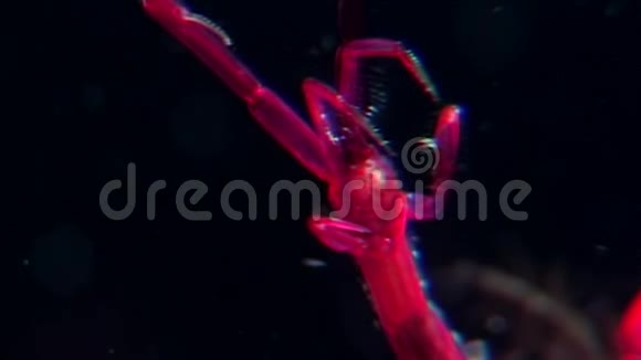 白海海底黑色背景下的骷髅红海山羊角视频的预览图