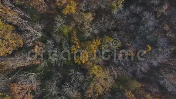 飞过美丽阳光的秋林树视频的预览图