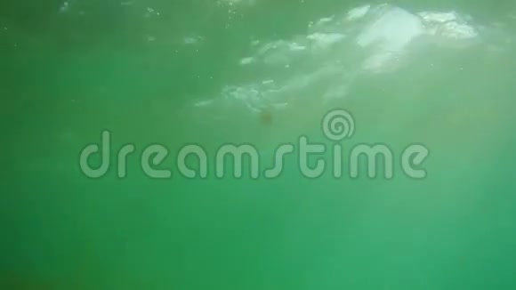 一个戴着面具和鳍的游客漂浮在海里迪迪视频的预览图
