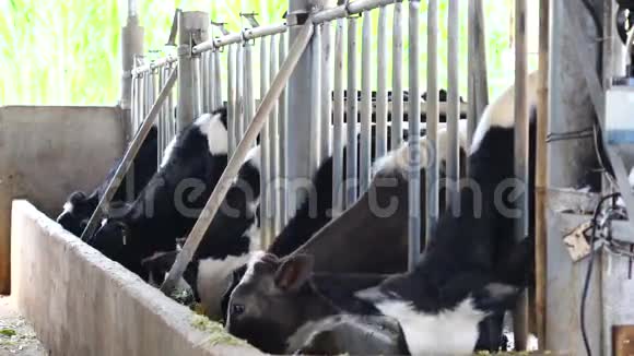越南拉姆省大拉特市顿渡区奶牛场视频的预览图