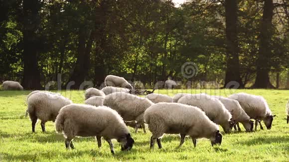 英国乡间草地上放牧的羊群或羔羊视频的预览图