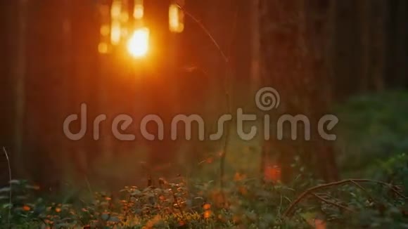 镜头移过夏松林日落光线创造出美丽的镜头耀斑视频的预览图