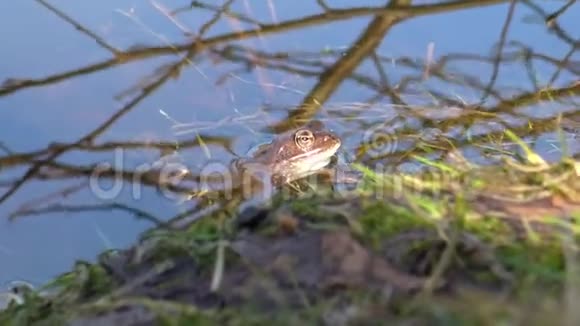 欧洲常见的蛙属颞叶视频的预览图