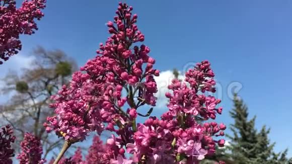 花园里的丁香树枝视频的预览图