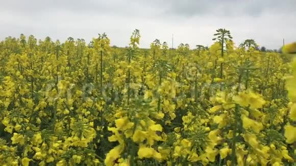油菜花作物背景视频的预览图