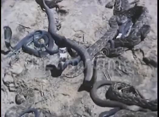 在岩石上战斗的蛇的特写镜头视频的预览图