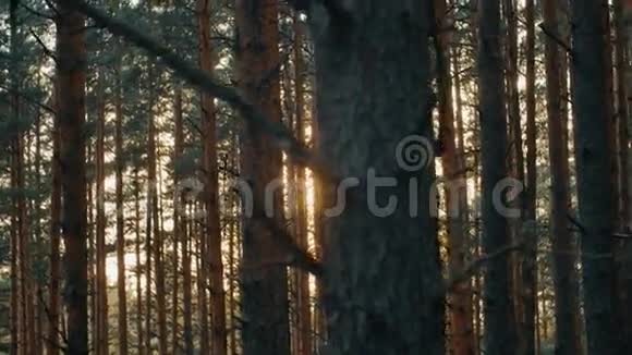 镜头移过夏松林日落光线创造出美丽的镜头耀斑视频的预览图