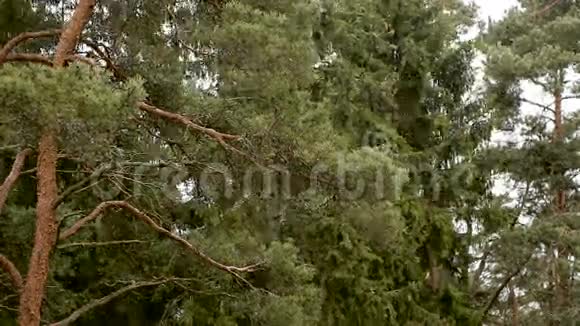 松林中的树雪寒冷的自然视频的预览图