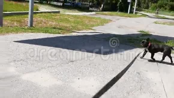 法国斗牛犬走在街上视频的预览图