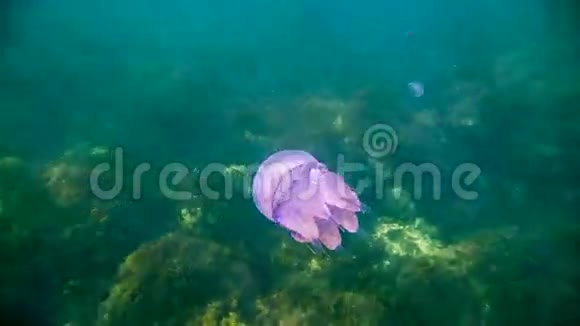 大海里的紫色水母视频的预览图