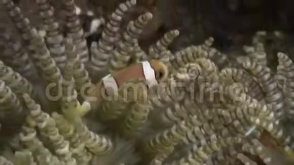 在深海中寻找食物的海葵和小丑鱼视频的预览图