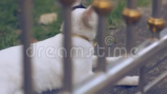 躺在水泥地上的可爱的白猫视频的预览图
