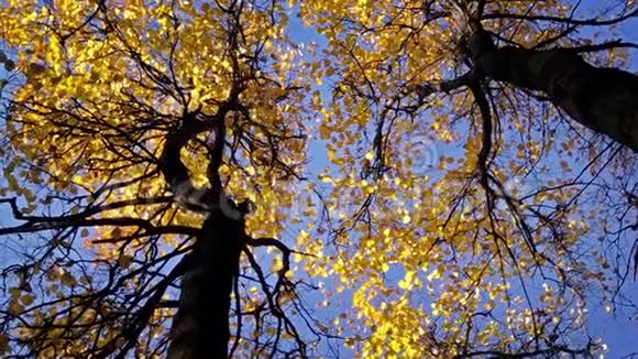 秋天的森林视频的预览图