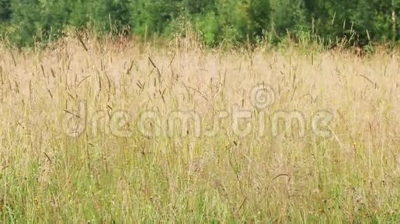 夏日有风的草甸和干黄的草视频的预览图