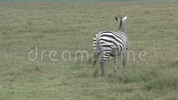 斑马在草原上放牧视频的预览图