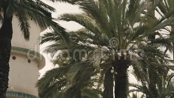 一群鸽子坐在棕榈树上视频的预览图
