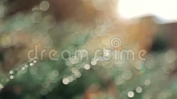 晨露滴草的抽象背景阳光明媚视频的预览图