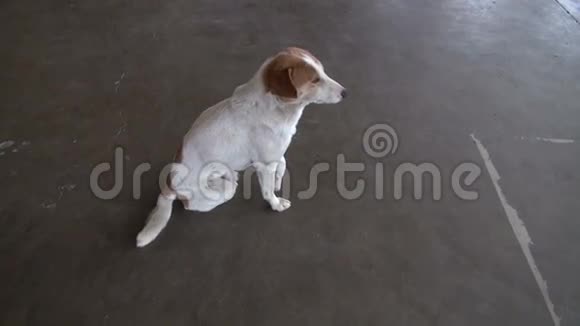 印度人行道上的狗视频的预览图