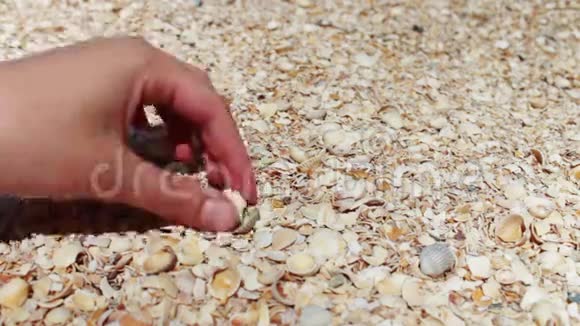 一个男人的手在海滩上拿贝壳视频的预览图