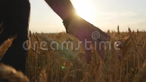 雄性的手在田里移动着小麦年轻人穿过麦田后视男人走过视频的预览图