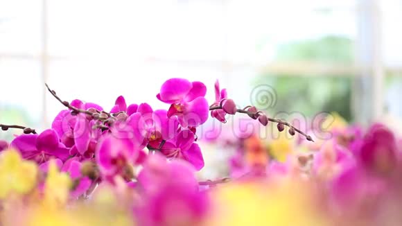 女人走在鲜花的花园里触摸并闻到兰花的味道视频的预览图