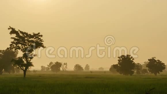 清晨稻田里的雾时间流逝视频的预览图