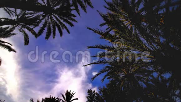 天景棕榈树时间推移视频的预览图