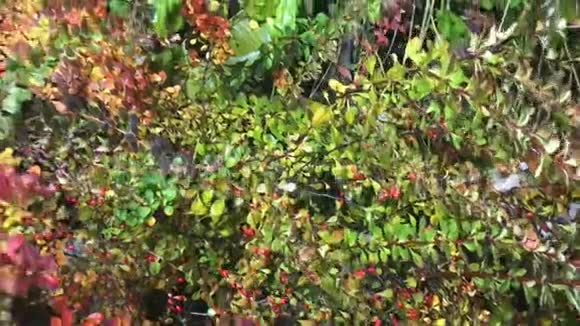 带红色浆果的绿色灌木视频的预览图