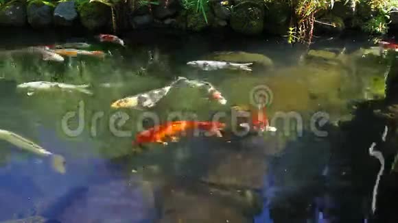 高清晰度彩色锦鲤鱼在花园的池塘游泳1080p视频的预览图