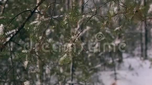 冬天森林背景下白雪覆盖的树枝视频的预览图