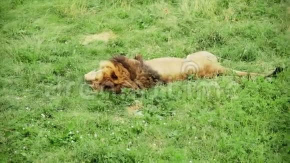 狮子睡觉移动尾巴视频的预览图