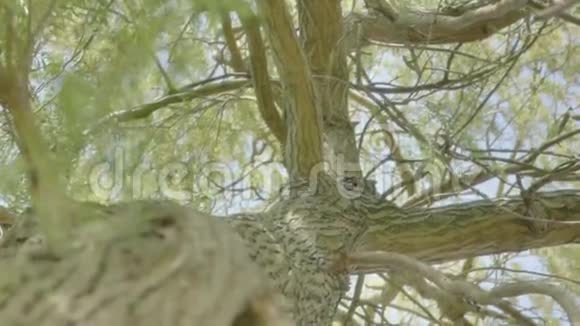仰望一棵柳树树干视频的预览图