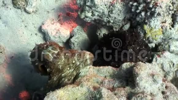 爱一对伪装的章鱼躲在珊瑚水下红海视频的预览图