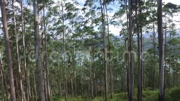 斯里兰卡森林中的桉树或树胶视频的预览图