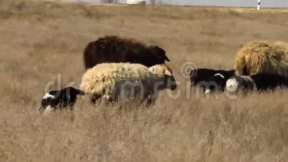田野里的一群羊视频的预览图