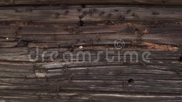 蚂蚁窝在柴火蚂蚁爬在木头的老房子上视频的预览图